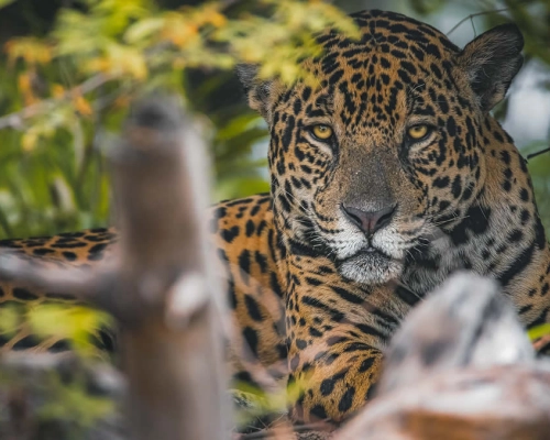 Onça, símbolo dos incêndios no Pantanal, é flagrada caçando jacaré dentro da água em MT